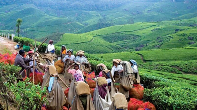 From Munnar: Tea Factory, Plantation, and National Park Tour - FAQs