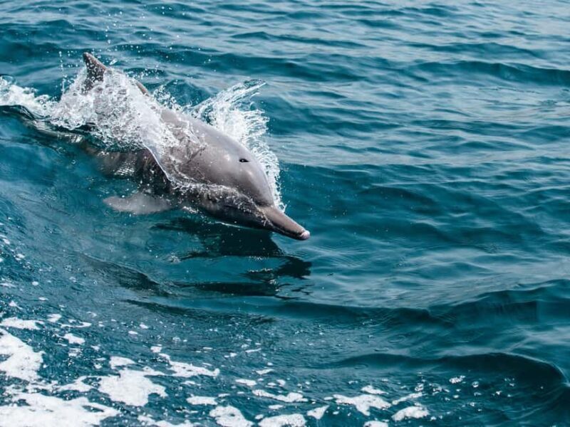 From Muscat: Discover Dolphins Day Trip - What’s Included and What to Expect