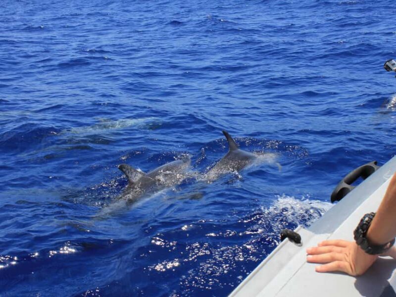 From Muscat: Discover Dolphins Day Trip - Why This Tour Offers Good Value