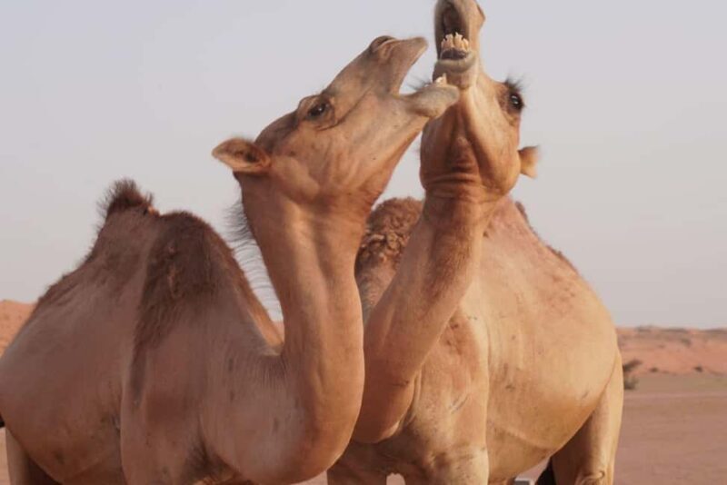 From Muscat: Full Day to Wahiba Sands and Wadi Bani Khalid - Key Points