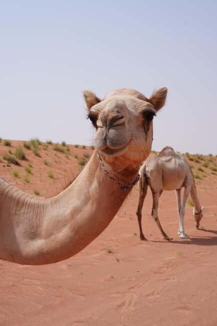 From Muscat: Full Day to Wahiba Sands and Wadi Bani Khalid - Who Would Love This Tour?