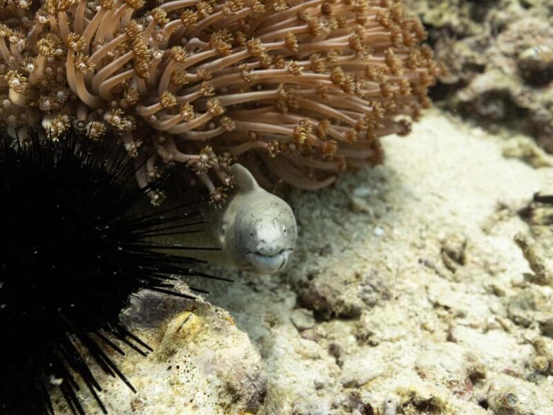 From Muscat: Snorkeling Trip (Dimaniyat Island trip) - Who Should Consider This Trip?