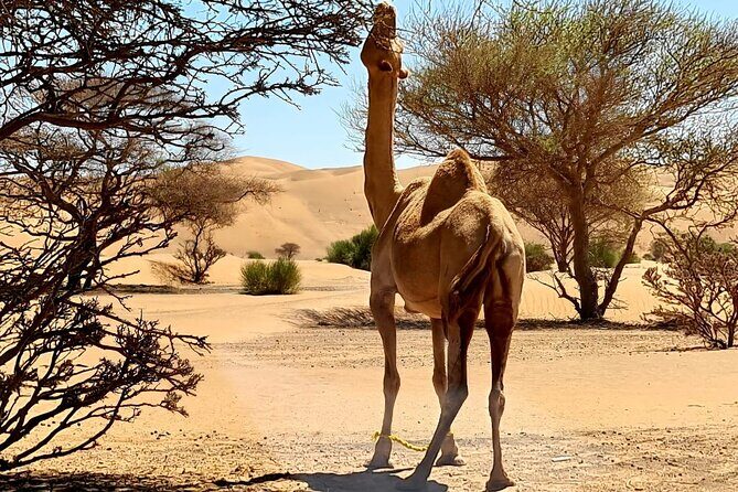 From Muscat: Wadi Hawar and Wahiba Sands Desert Tour - FAQ