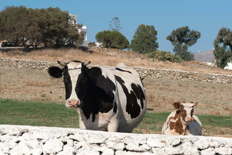 From Mykonos: Ano Mera Farm Tour - A Detailed Look at the Ano Mera Farm Tour