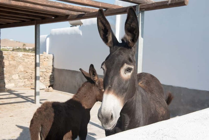 From Mykonos: Ano Mera Farm Tour - The Sum Up