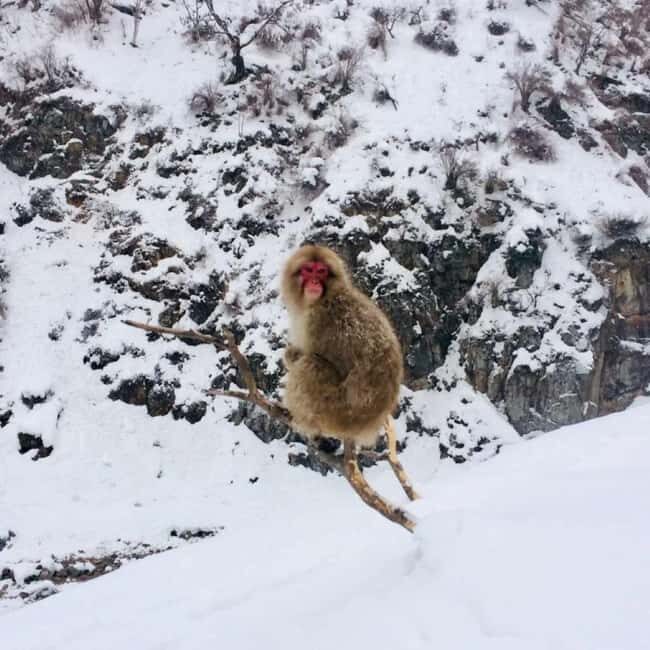 From Myoko Kogen: Snow Monkey Park and Zenkoji Temple Tour - FAQ