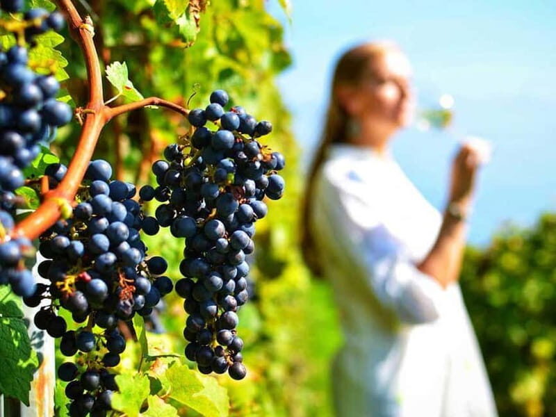 From Nafplio: Nemea, Wine Tasting Tour with Local Flavours - Frequently Asked Questions