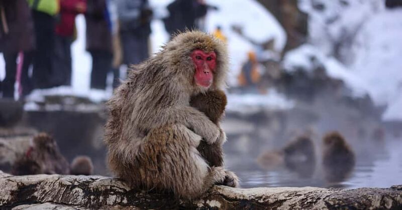 From Nagano & Tokyo: Snow Monkey Private Day Tour Customise - Key Points