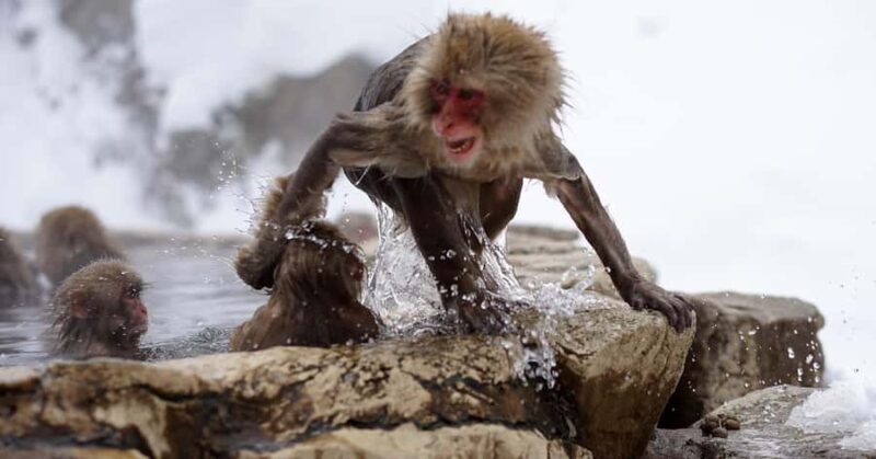 From Nagano & Tokyo: Snow Monkey Private Day Tour Customise - Charming Obuse: Art, Sweets, and Slow Living