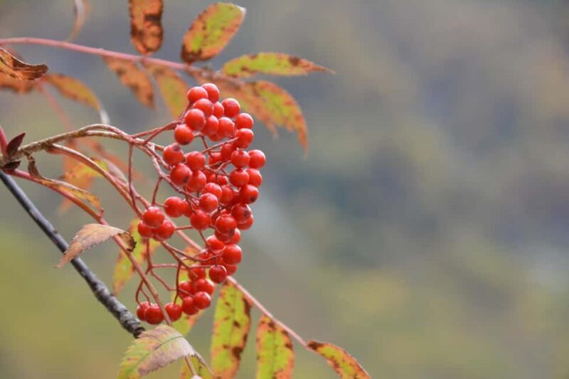 From Nagoya: Kamikochi Guided Hike in the Japanese Alps - Frequently Asked Questions