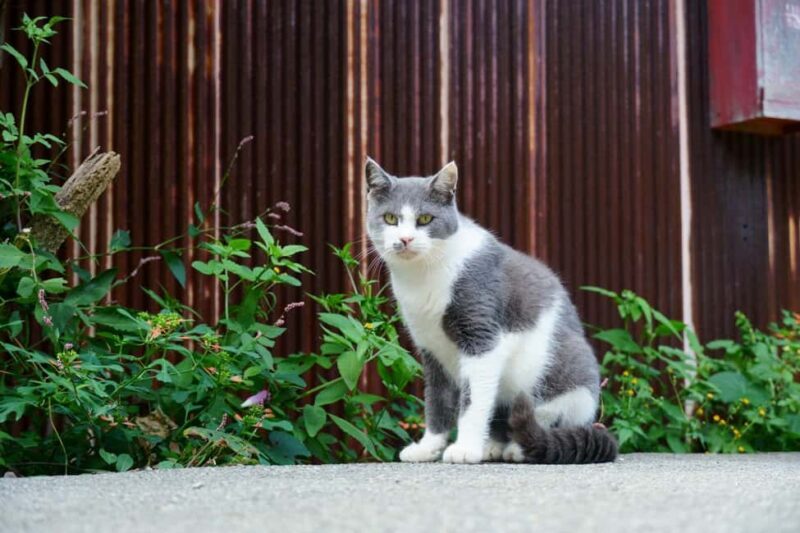 From Nagoya: Wagashi Workshop & Matcha Tea Field Tour - The Sum Up