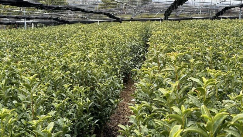 From Nagoya: Wagashi Workshop & Matcha Tea Field Tour - FAQ