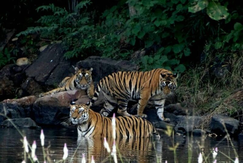 From Nagpur: Pench Wildlife Private Tour with Accommodation - Exploring the Itinerary: What You Can Expect