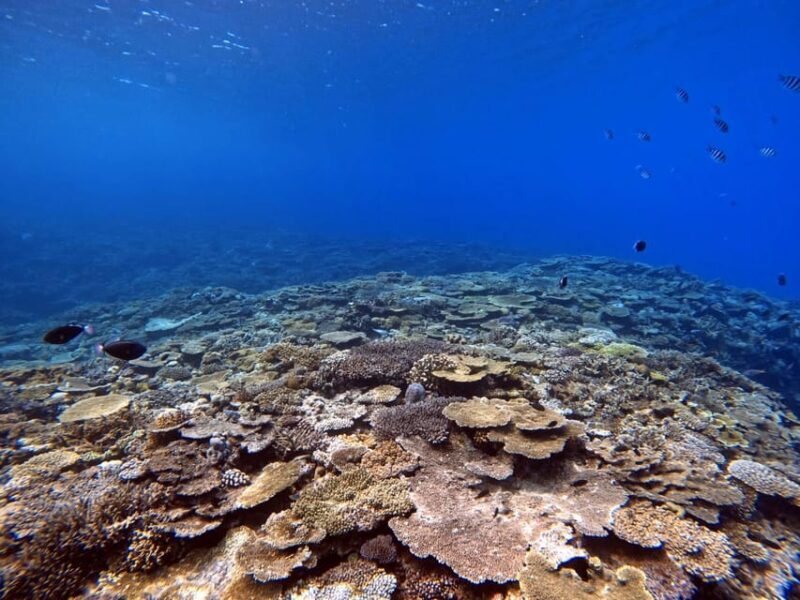 From Naha Scuba Diving Trip in Kerama(for certified divers) - Equipment, Guides, and Safety