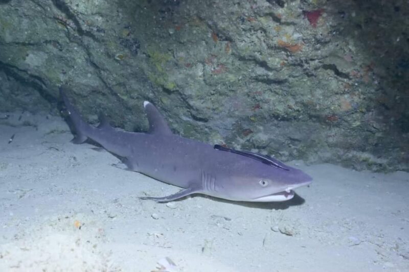 From Naha Scuba Diving Trip in Kerama(for certified divers) - FAQs