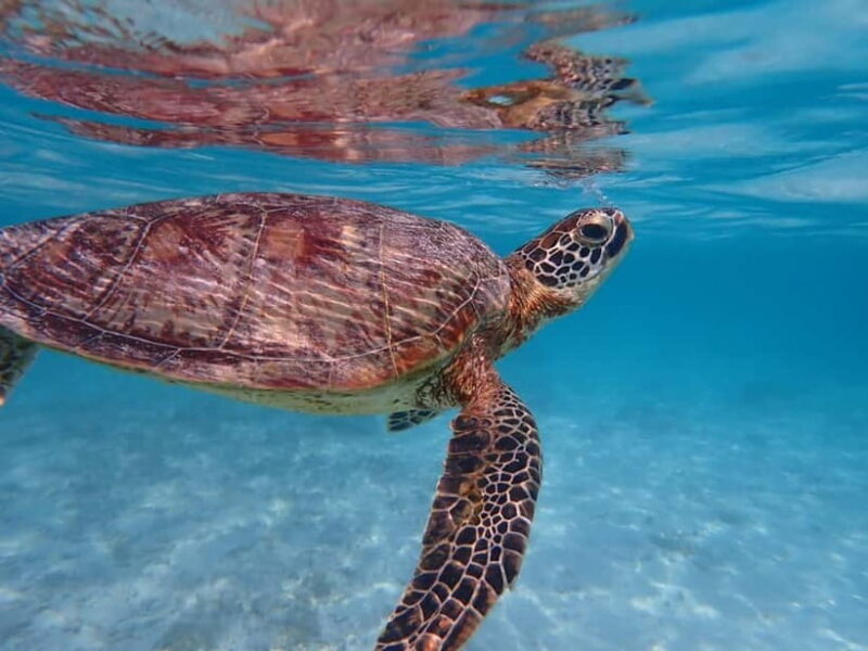 From Naha: Tokashiki Island Day Trip - Authentic Experiences and What You’ll Love