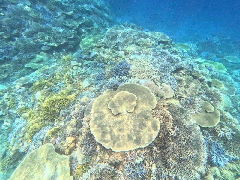 From Naha: Tokashiki Island Turtle Snorkeling Tour - Key Points