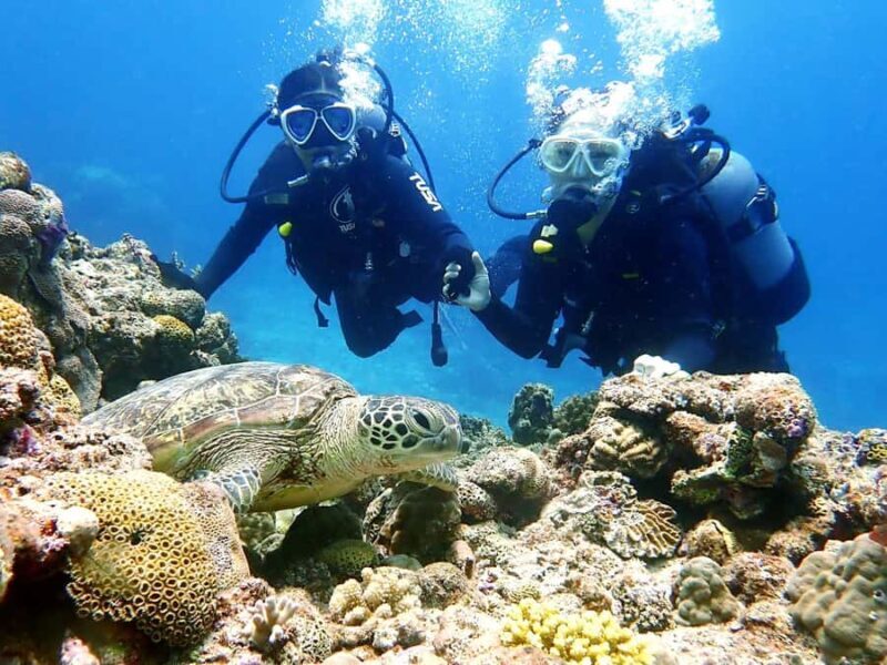 From Naha:Full-Day Kerama Island Experience 1Dive/Snorkeling - Key Points