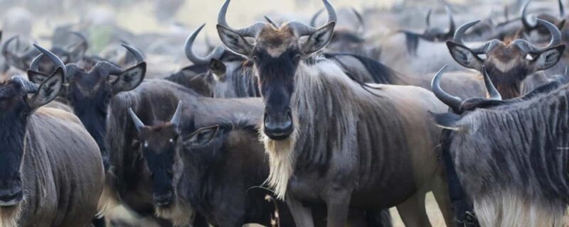 From Nairobi: 10-Day Kenya and Tanzania Classic Safari - Transition to Serengeti and Beyond