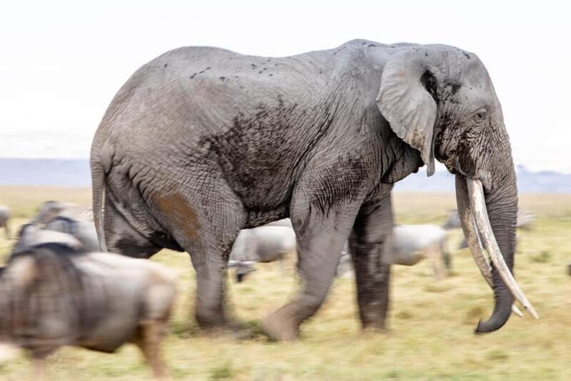From Nairobi: 11-Day Kenya and Tanzania Wildlife Safari - Key Points