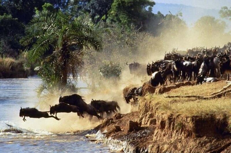 From Nairobi: 12 Days Small Group Kenya and Tanzania Safari - The Itinerary Breakdown: What You Can Expect