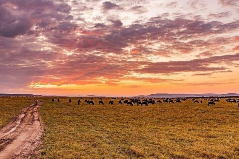 From Nairobi: 12 Days Small Group Kenya and Tanzania Safari - Practicalities and Tips