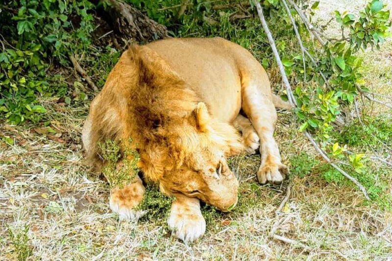 From Nairobi: 12 Days Small Group Kenya and Tanzania Safari - FAQs