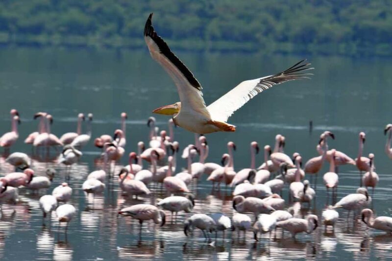From Nairobi: 15-Day Kenya and Tanzania Safari with Zanzibar - Frequently Asked Questions