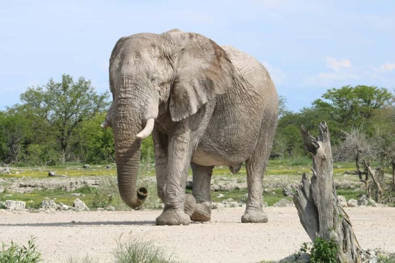 From Nairobi: 2-Day Amboseli National Park Safari - Key Points