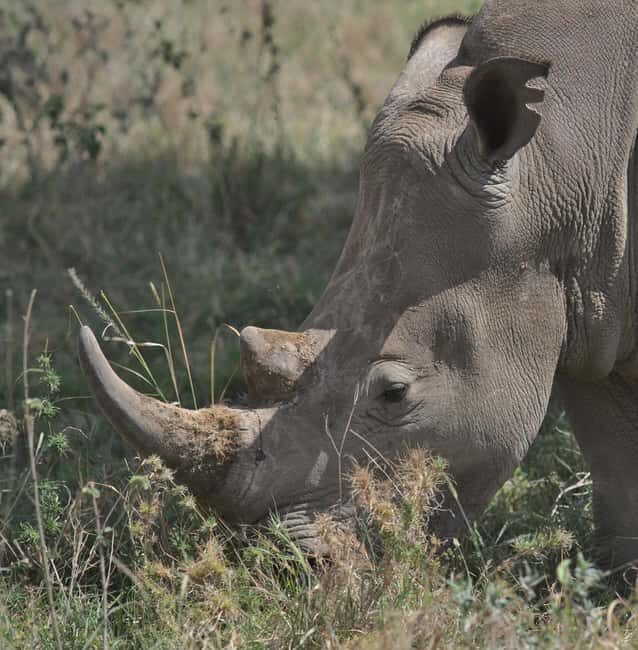 From Nairobi: 2-Day Amboseli National Park Safari - The Practicalities