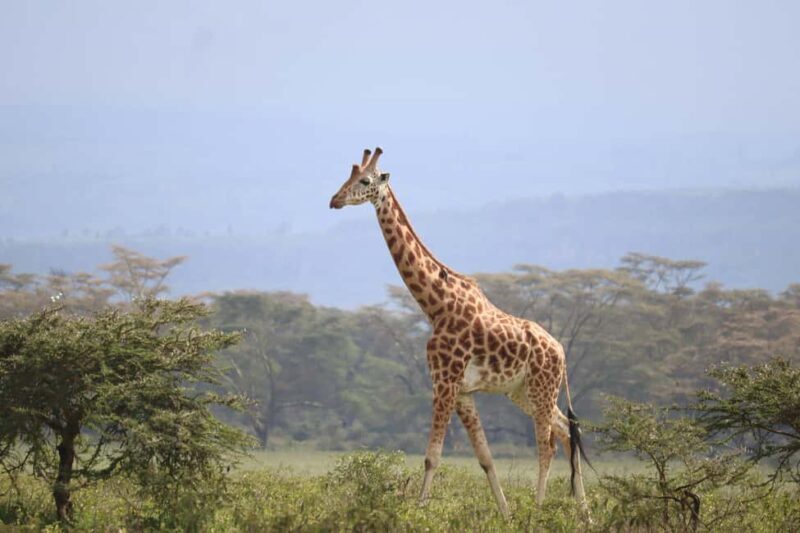 From Nairobi: 2-Day Amboseli National Park Safari - FAQ