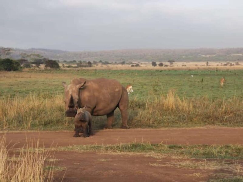 From Nairobi: 2-Day Amboseli National Park Safari - Who Should Consider This Safari?