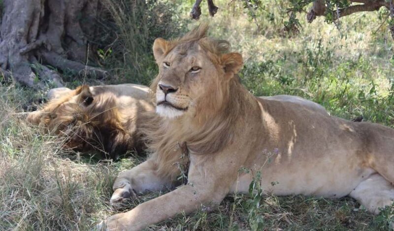From Nairobi: 2-Day Amboseli National Park Safari - Key Points