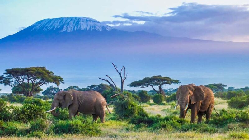 From Nairobi: 2-Day Amboseli National Park Safari - FAQ