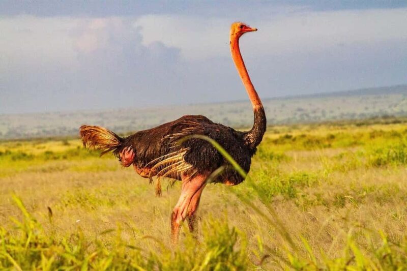 From Nairobi: 2-Day group joining Amboseli National Park - The Experience of Staying Overnight