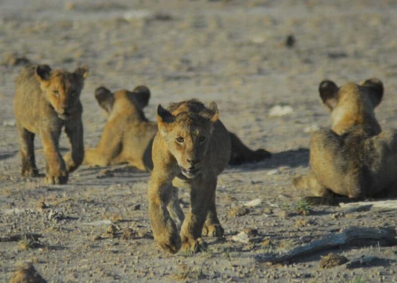 From Nairobi: 2-Day group joining Amboseli National Park - Authentic Encounters and Surprising Details