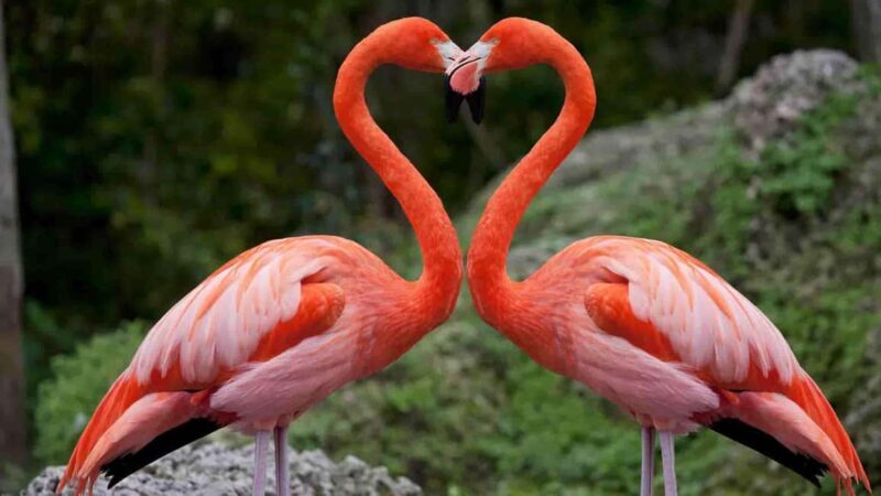 From Nairobi: 2-Day Lake Nakuru and Naivasha Private Safari - From Nairobi: 2-Day Lake Nakuru and Naivasha Private Safari