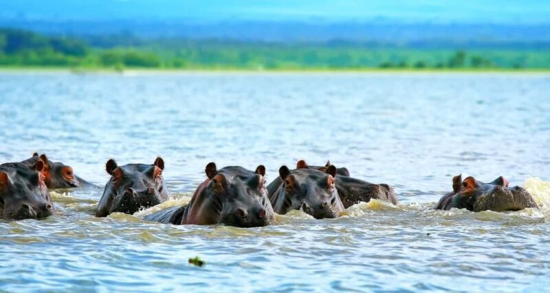 From Nairobi: 2-Day Naivasha Safari with Accommodation - What Makes This Naivasha Safari Special?