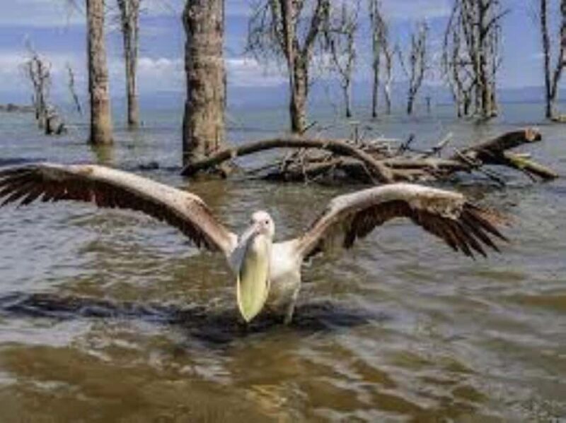 From Nairobi: 2-Day Naivasha Safari with Accommodation - The Sum Up