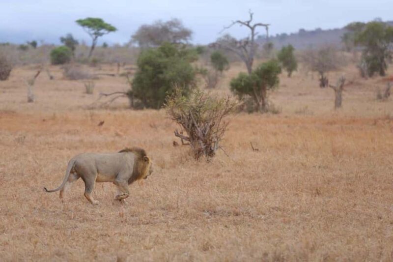 From Nairobi: 2-Day Tsavo East and West National Park Safari - The Itinerary Breakdown: What to Expect from This Safari