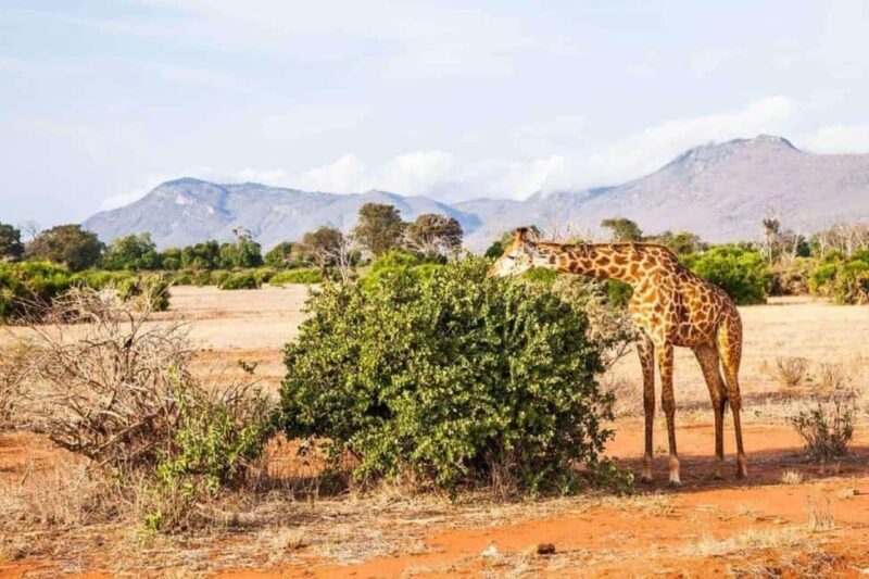 From Nairobi: 2-Day Tsavo East and West National Park Safari - Practical Tips for Travelers