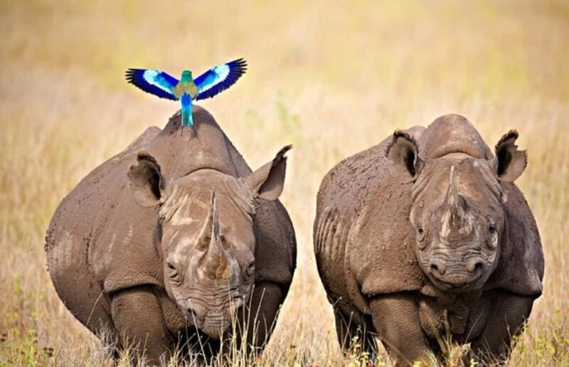 From Nairobi: 2 days 1 night Safari to Ol Pejeta Conservancy - Key Points