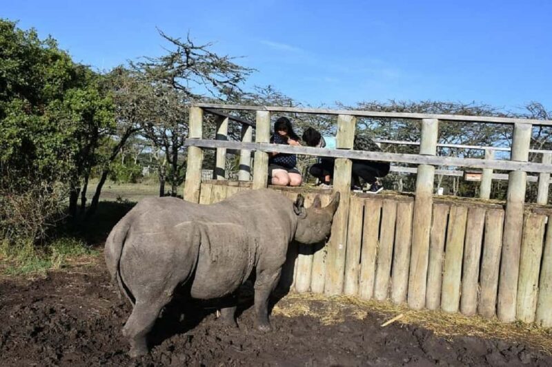 From Nairobi: 2 days 1 night Safari to Ol Pejeta Conservancy - The Practicalities of the Safari Experience