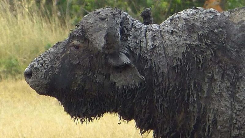From Nairobi: 2 days 1 night Safari to Ol Pejeta Conservancy - Who is this tour ideal for?