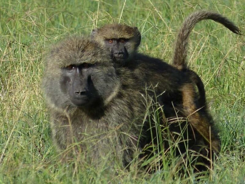 From Nairobi: 2 days 1 night Safari to Ol Pejeta Conservancy - The Sum Up