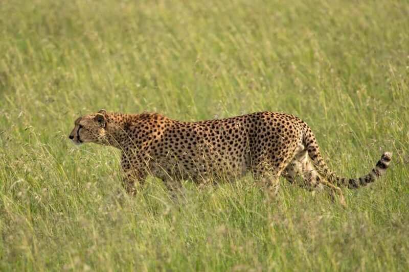 From Nairobi: 3-Day/2-Night Maasai Mara Group Safari - Key Points