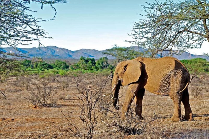 From Nairobi: 3-Day Samburu National Reserve Safari - Key Points