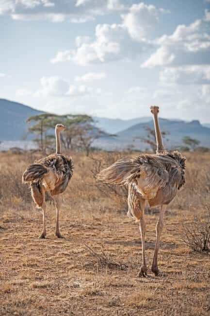 From Nairobi: 3-Day Samburu National Reserve Safari - Introduction to the Samburu Safari Experience
