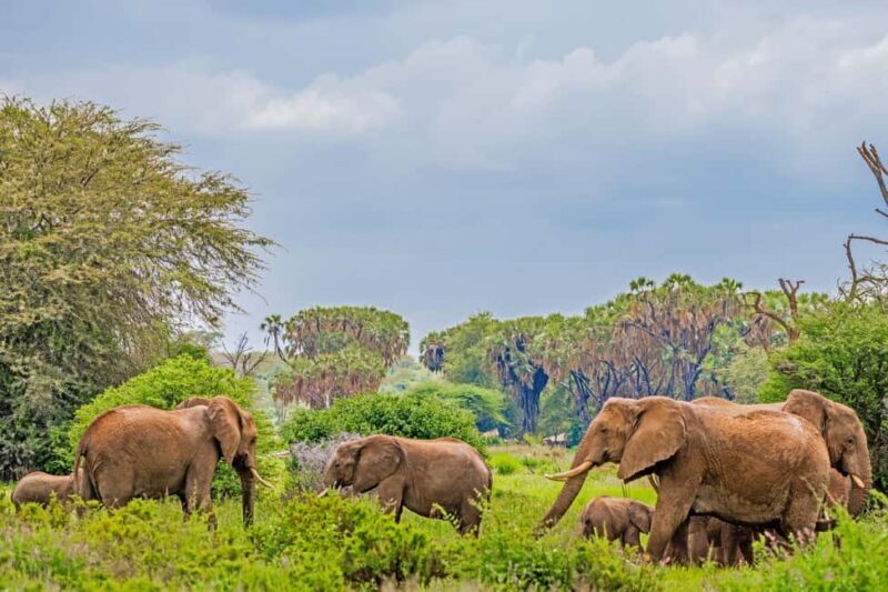 From Nairobi: 3-Day Samburu National Reserve Safari - What Really Sets This Safari Apart