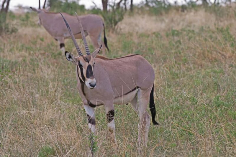 From Nairobi: 3-Day Samburu National Reserve Safari - Practical Details: Transportation, Group Size, and More